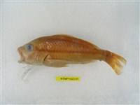 藏品(縱帶笛鯛)的圖片